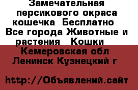 Замечательная персикового окраса кошечка. Бесплатно - Все города Животные и растения » Кошки   . Кемеровская обл.,Ленинск-Кузнецкий г.